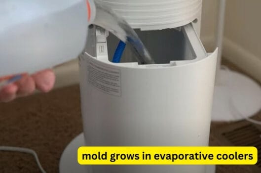 mold grows in evaporative coolers?