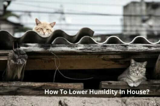 How To Lower Humidity In House